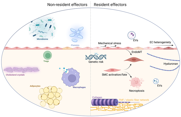 Resident vs non resident Mechanisms Kopie.png