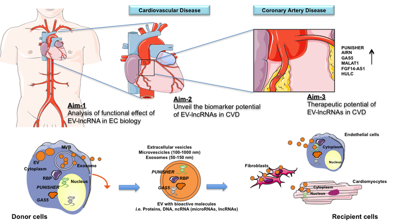 CVD-EV-lncRNA