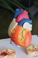 Heart model_Robina Weermeijer_unsplash_robina-weermeijer-NIuGLCC7q54-unsplash.jpg