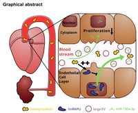 graphical abstract.png