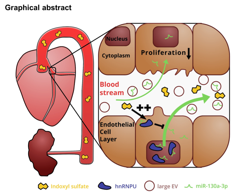 graphical abstract.png