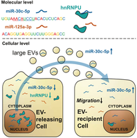 The RNA binding protein hnRNPU regulates the sorting of microRNA 30c 5p into large extracellular vesicles Kopie.png